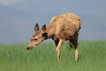 Mule deer (Odocoileus hemionus) in a field, Rocky Mountain Arsenal National Wildlife Refuge,...
