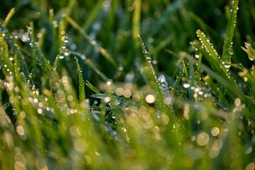 Detail of the natural grass after rain.