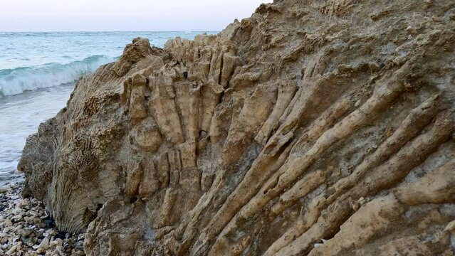 Camera moves along fossilized coral reeef on sea background, Slow motion. Close up of texture of petrified coral reef. Corals fossil details, natural background