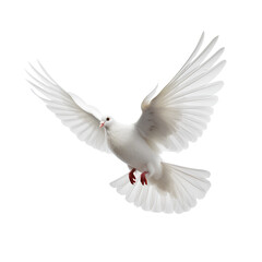 white dove flying on a transparent background PNG for use in decorating projects.