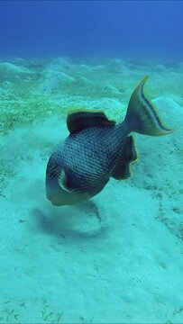 Close-up of Trigger fish blows away top layer of sand on seabed in search of food, Vertical video, Slow motion. Yellowmargin Triggerfish (Pseudobalistes flavimarginatus) 