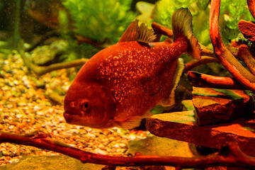 Orange piranha swims in a large aquarium among underwater greenery