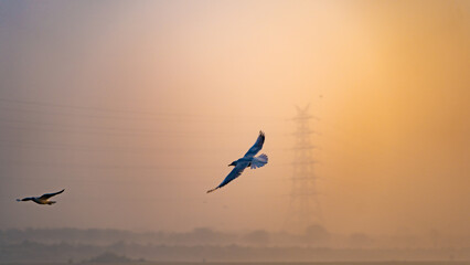 Seagulls of Yamuna Ghat, Scenic spot in New Delhi, India