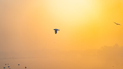 Seagulls of Yamuna Ghat, Scenic spot in New Delhi, India