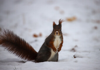 Happy squirrel in the snow