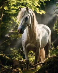 white horse in nature