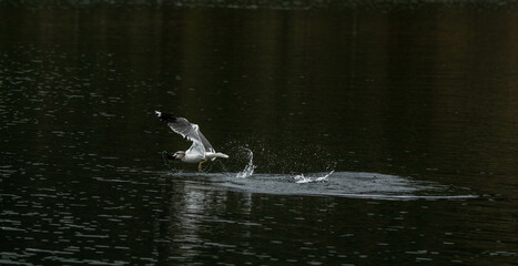 Naklejka premium seagull in flight