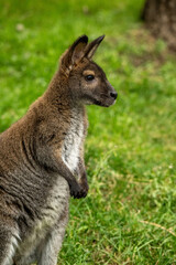 Wallabies profile