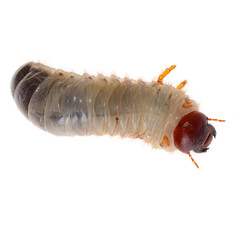 Maybug larva close-up on a white background