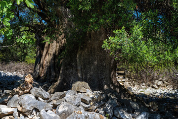 Naklejka na ściany i meble Old olive tree on the rocky terrain of the island of Pag, Croatia.
