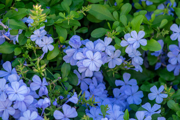 Plumbago auriculata blue flowering tropical plants, cape leadwort five petals flowers in bloom