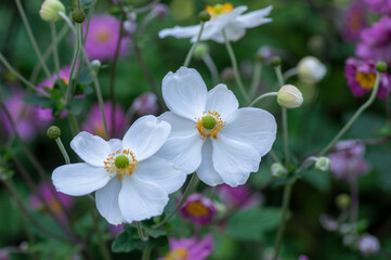 Anemone hupehensis praecox white petal simplicity flowering plant, windflowers flowering plants in the garden