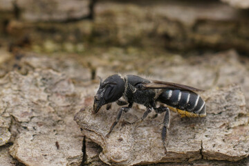 Closeup on the female of the black and white elongated looking Osmia cephalotes mason solitary bee