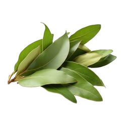 Bay Leaves isolated on transparent background