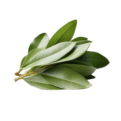 Bay Leaves isolated on transparent background