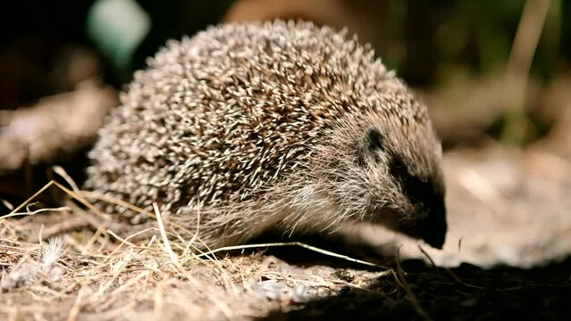 European hedgehog or common hedgehog wild animal life	