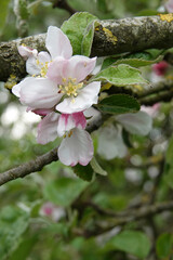 Wide angle close up on the white to pink blossom of the European crab or forest apple, Malus sylvestris