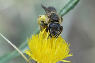 Closeup on a mediterranean female great banded furrow bee, Halictus scabiosae on a Yellow starthistle