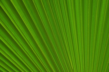 Green palm leaf. Green palm leaves texture background
