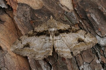 Detailed closeup on a brown geometer moth, Alcis deversata sitting on wood