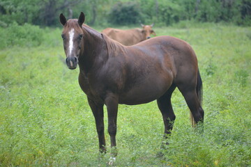 caballo en las montañas