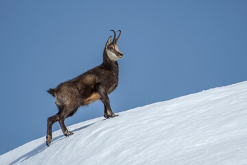 Imposing male Alpine chamois (Rupicapra rupicapra) climbing and standing proudly on a snowy slope on a winter day, Alps mountains. Wild alpine animals in the snow.