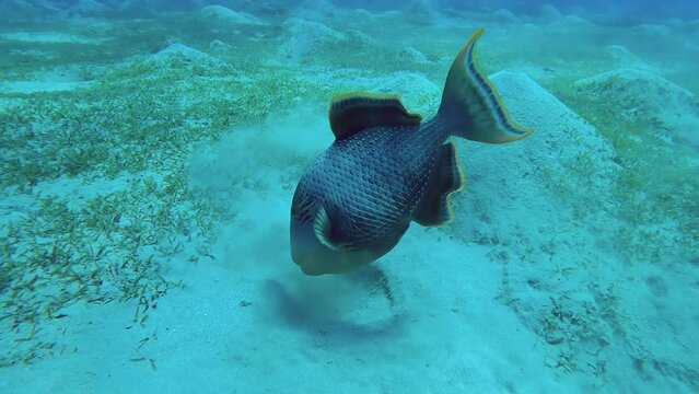 Close-up of Trigger fish blows away top layer of sand on seabed in search of food, Slow motion. Yellowmargin Triggerfish (Pseudobalistes flavimarginatus) 