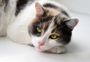 Portrait of a tricolor cat with green eyes on a light background
