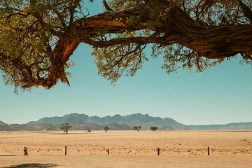 Blooming Akacia tree and a view on the Naurkluft mountains, Namibia
