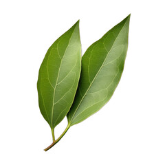 Obraz premium Bay Leaf isolated on transparent background