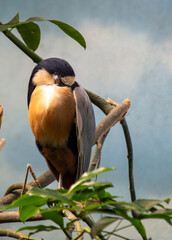 Boat-billed Heron (Cochlearius cochlearius) in its Majestic Habitat