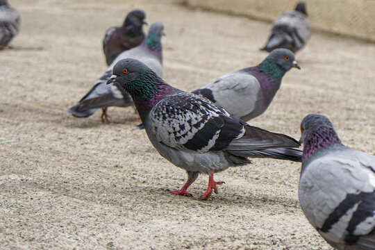 Pigeons and doves in a public park. Birds