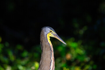 Bare-throated Tiger Heron (Tigrisoma mexicanum) in Silent Elegance