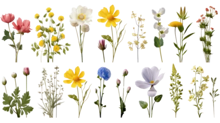 Fotobehang Spring flower drawing in vintage style. Isolated on transparent background PNG file. © venusvi