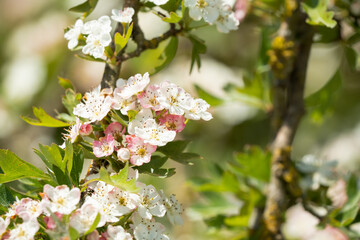 close up of early summer white Hawthorn flowers (Crataegus monogyna)