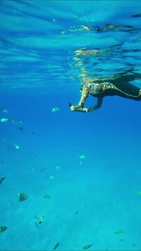 Woman in wetsuit, mask and fins swims on surface of turquoise water and films with an action camera many colorful tropical fish swimming next to her, Vertical video, Slow motion