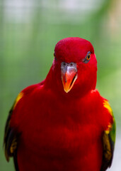 Chattering Lory (Lorius garrulus) – A Riot of Colors in Flight