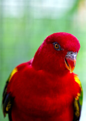Chattering Lory (Lorius garrulus) – A Riot of Colors in Flight