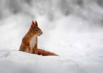 Stoff pro Meter squirrel in the snow © MArtin