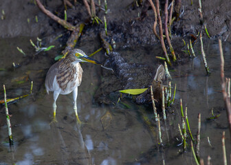 Chinese Pond Heron (Ardeola bacchus) - Serene Beauty by the Waterside