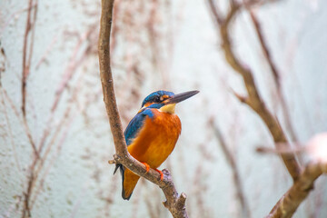 Common Kingfisher (Alcedo atthis) - Jewel of the Waters