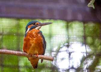 Common Kingfisher (Alcedo atthis) - Jewel of the Waters