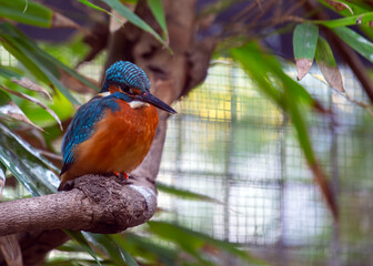 Common Kingfisher (Alcedo atthis) - Jewel of the Waters