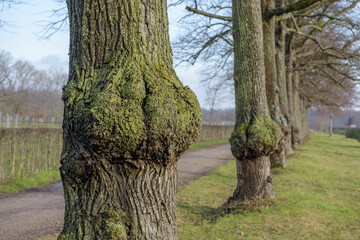 Burl on old oak tree with moss