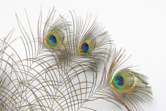 Peacock feathers on a white background. Close-up. creative background