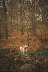 Fototapeta premium a dog is sitting in the middle of some trees and plants