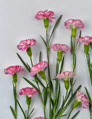 Studio floral display of Dianthus