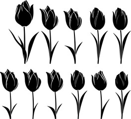 Tulip flower isolated on white