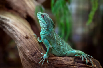 Naklejka na ściany i meble Female Green Water Agama (Physignathus cocincinus) sitting on a tree branch.