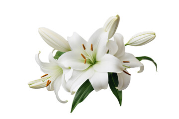 Elegant white lily with buds isolated on transparent background, embodying purity and serene beauty.